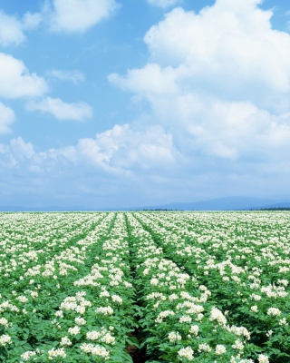 Potato Field - Obrázkek zdarma pro Nokia C2-00