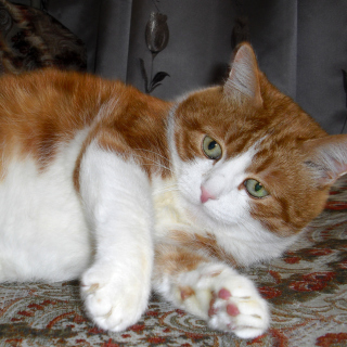 Ginger Cat Friend - Obrázkek zdarma pro 128x128