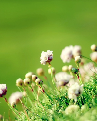 Anglesey Flowers sfondi gratuiti per Nokia Asha 306