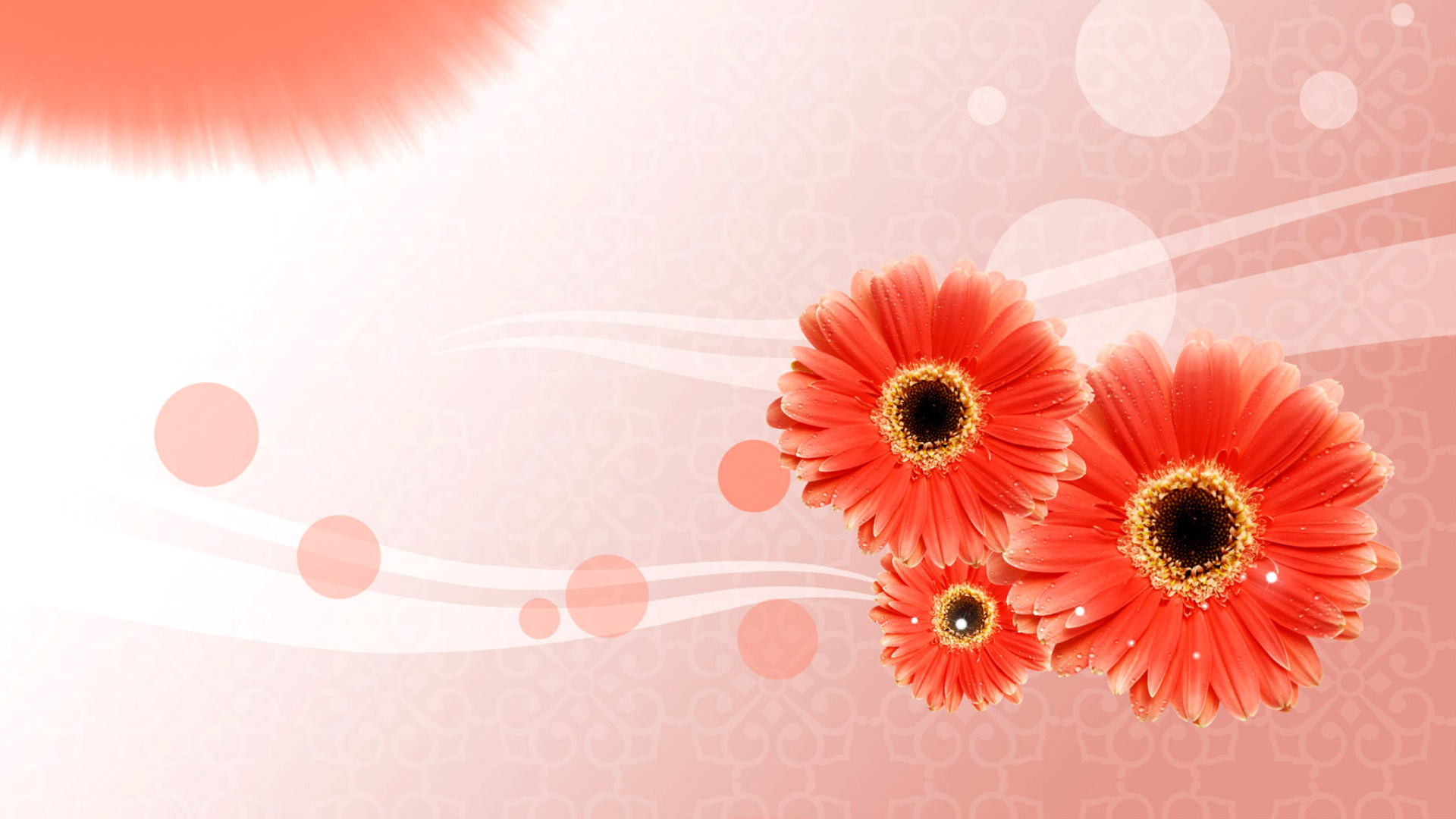 Das Card with gerberas Wallpaper 1920x1080