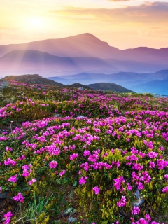 Screenshot №1 pro téma Purple Flower Landscape 240x320