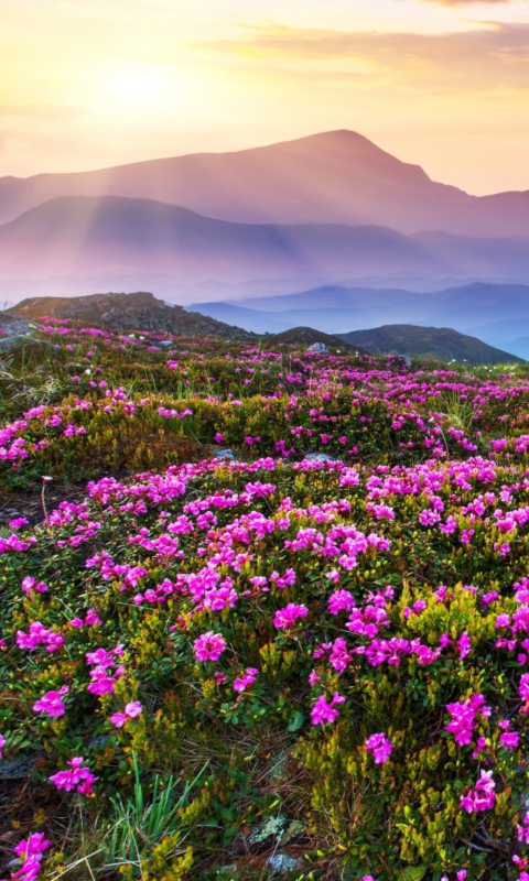 Screenshot №1 pro téma Purple Flower Landscape 480x800