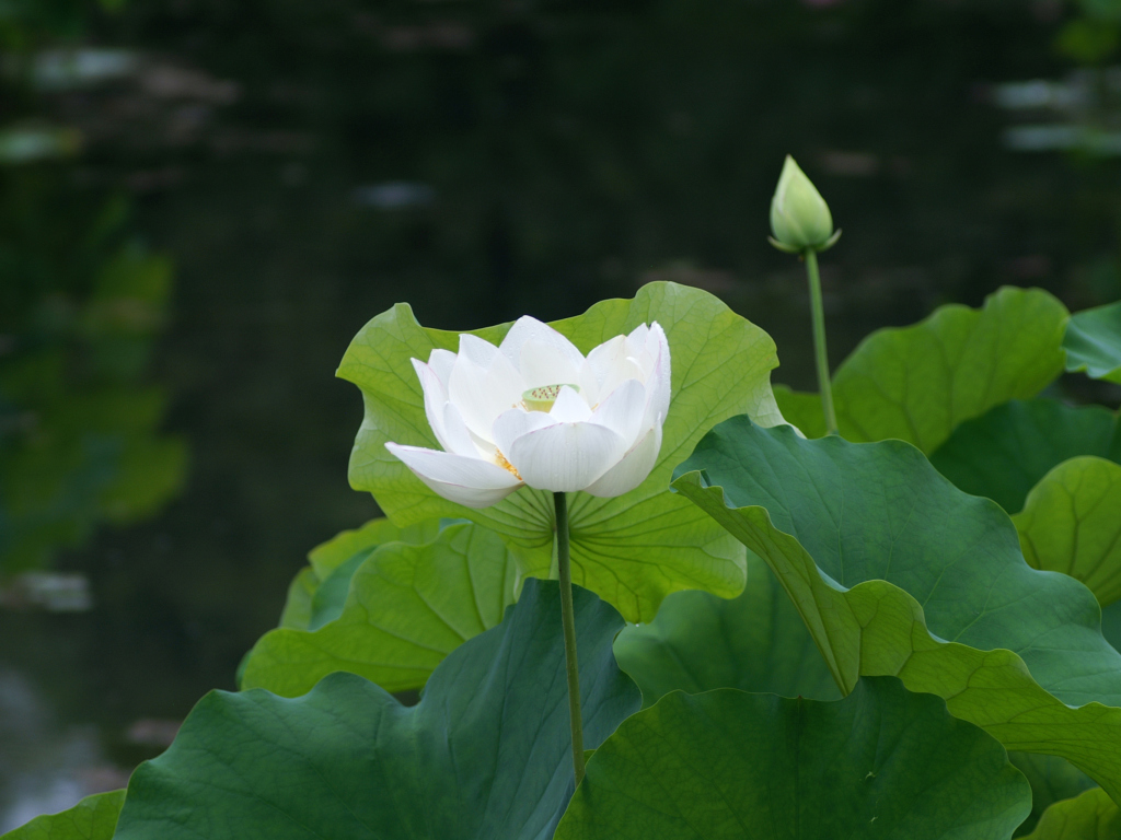Обои White Water Lily 1024x768