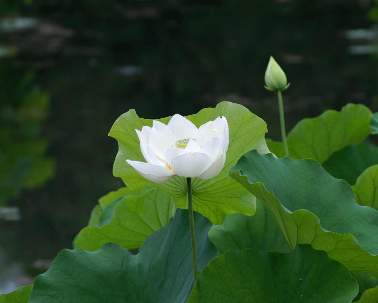 Das White Water Lily Wallpaper 1280x1024
