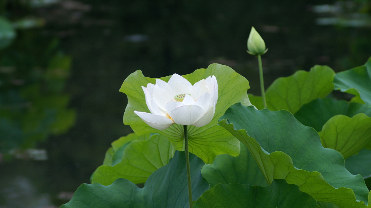 Fondo de pantalla White Water Lily 1280x720