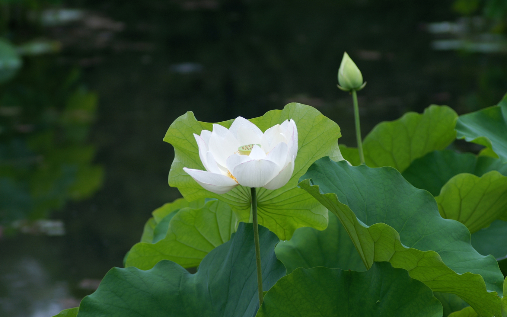 Fondo de pantalla White Water Lily 1680x1050