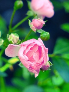 Screenshot №1 pro téma Gorgeous Pink Rose 240x320
