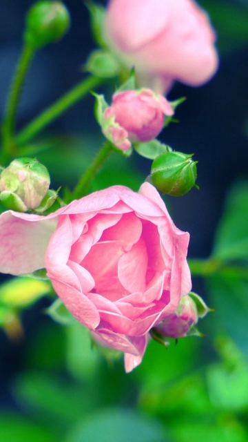 Обои Gorgeous Pink Rose 360x640