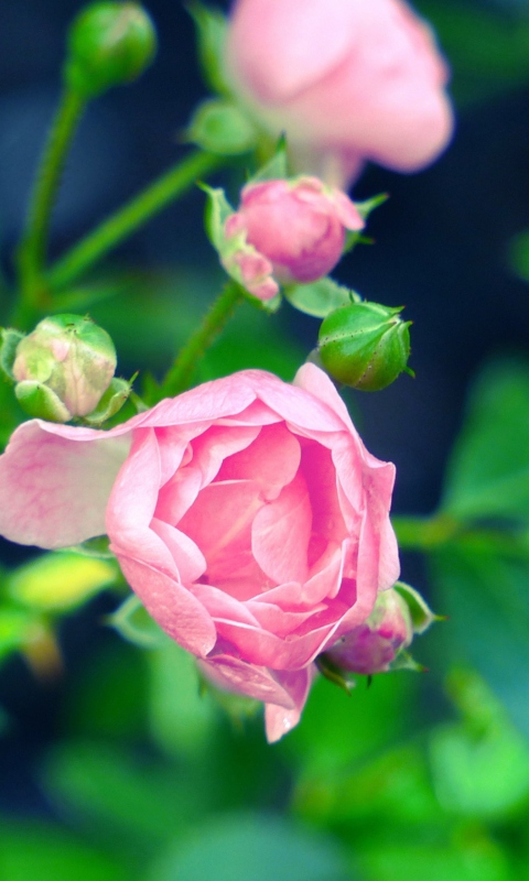 Screenshot №1 pro téma Gorgeous Pink Rose 480x800