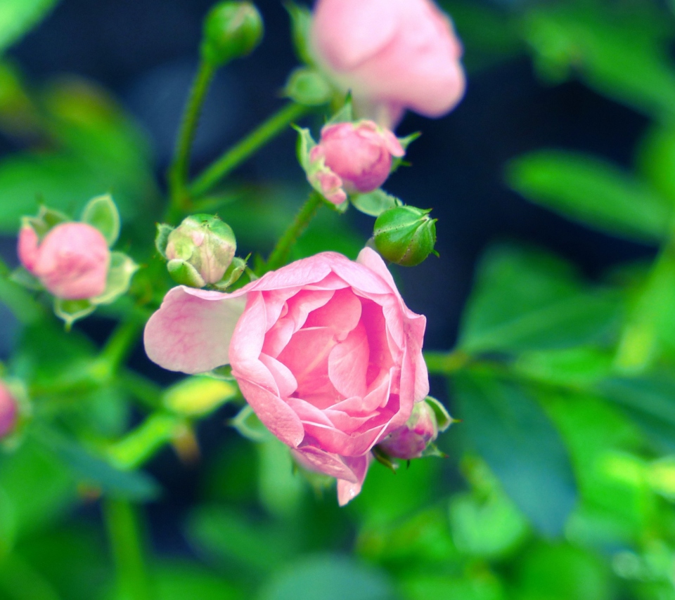 Fondo de pantalla Gorgeous Pink Rose 960x854