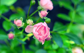 Gorgeous Pink Rose - Obrázkek zdarma 