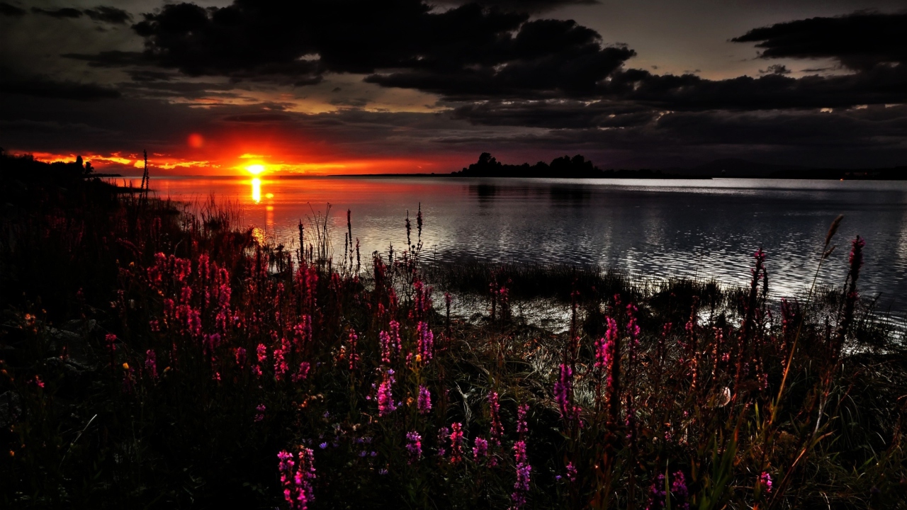 Sfondi Flowers And Lake At Sunset 1280x720