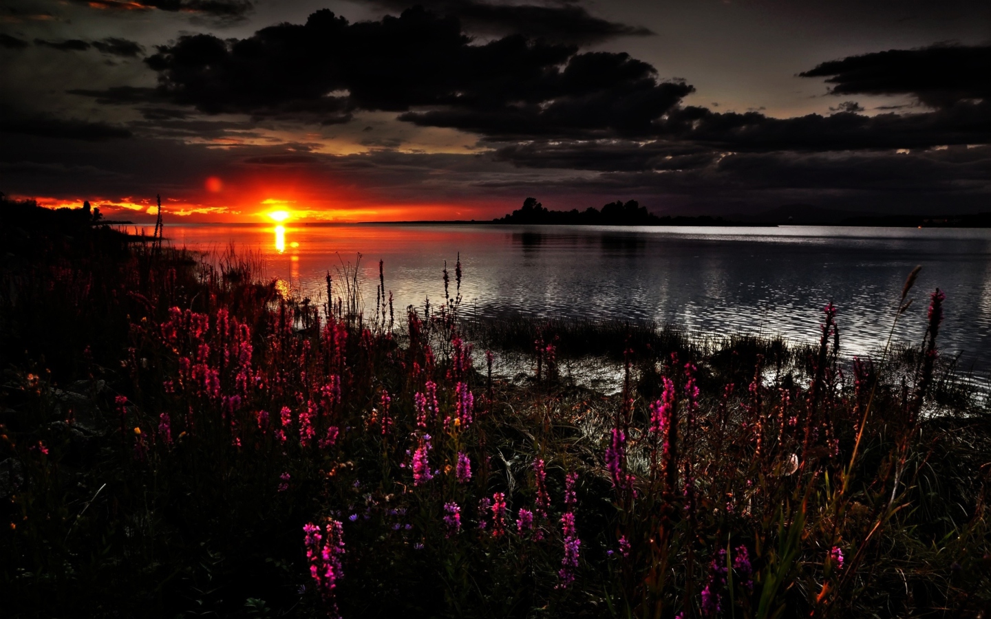 Sfondi Flowers And Lake At Sunset 1440x900
