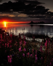 Fondo de pantalla Flowers And Lake At Sunset 176x220