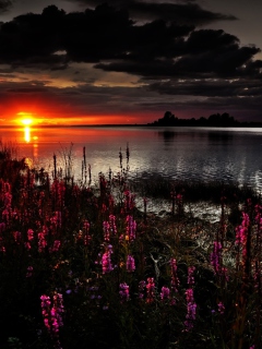 Flowers And Lake At Sunset wallpaper 240x320