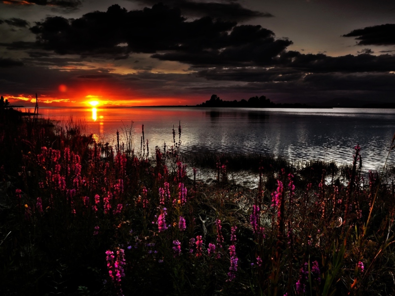 Обои Flowers And Lake At Sunset 800x600