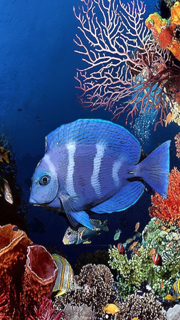 Das Tropical Blue Fish Wallpaper 360x640