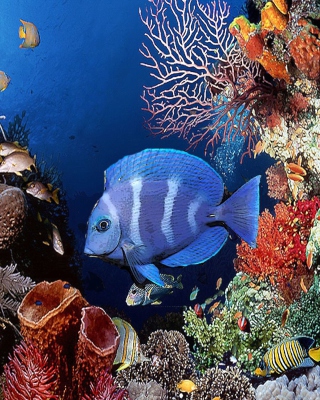 Tropical Blue Fish - Obrázkek zdarma pro 132x176