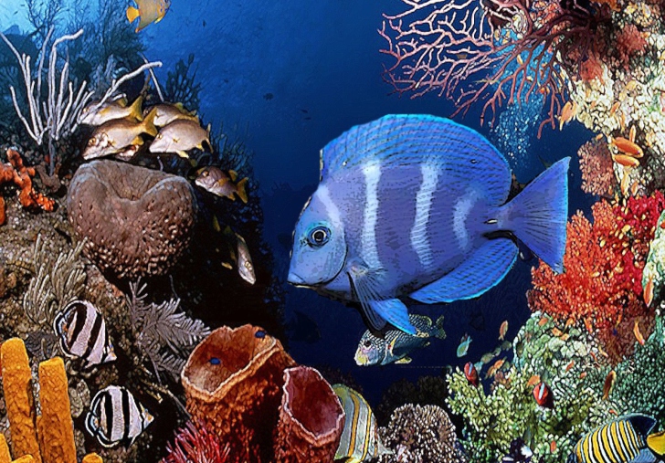 Tropical Blue Fish wallpaper