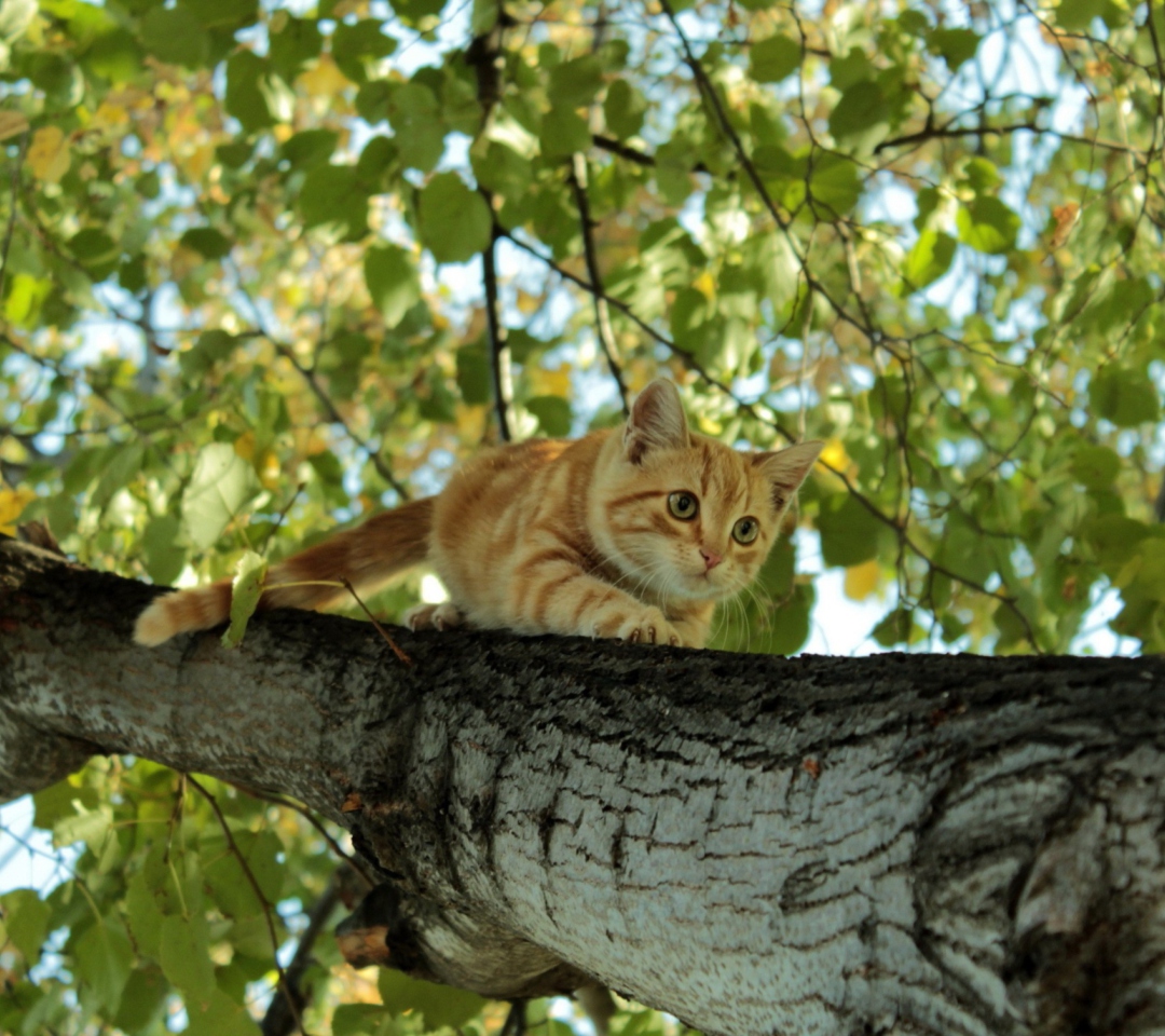 Screenshot №1 pro téma Cat Climbing A Tree 1080x960