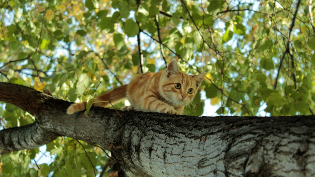 Screenshot №1 pro téma Cat Climbing A Tree 1280x720