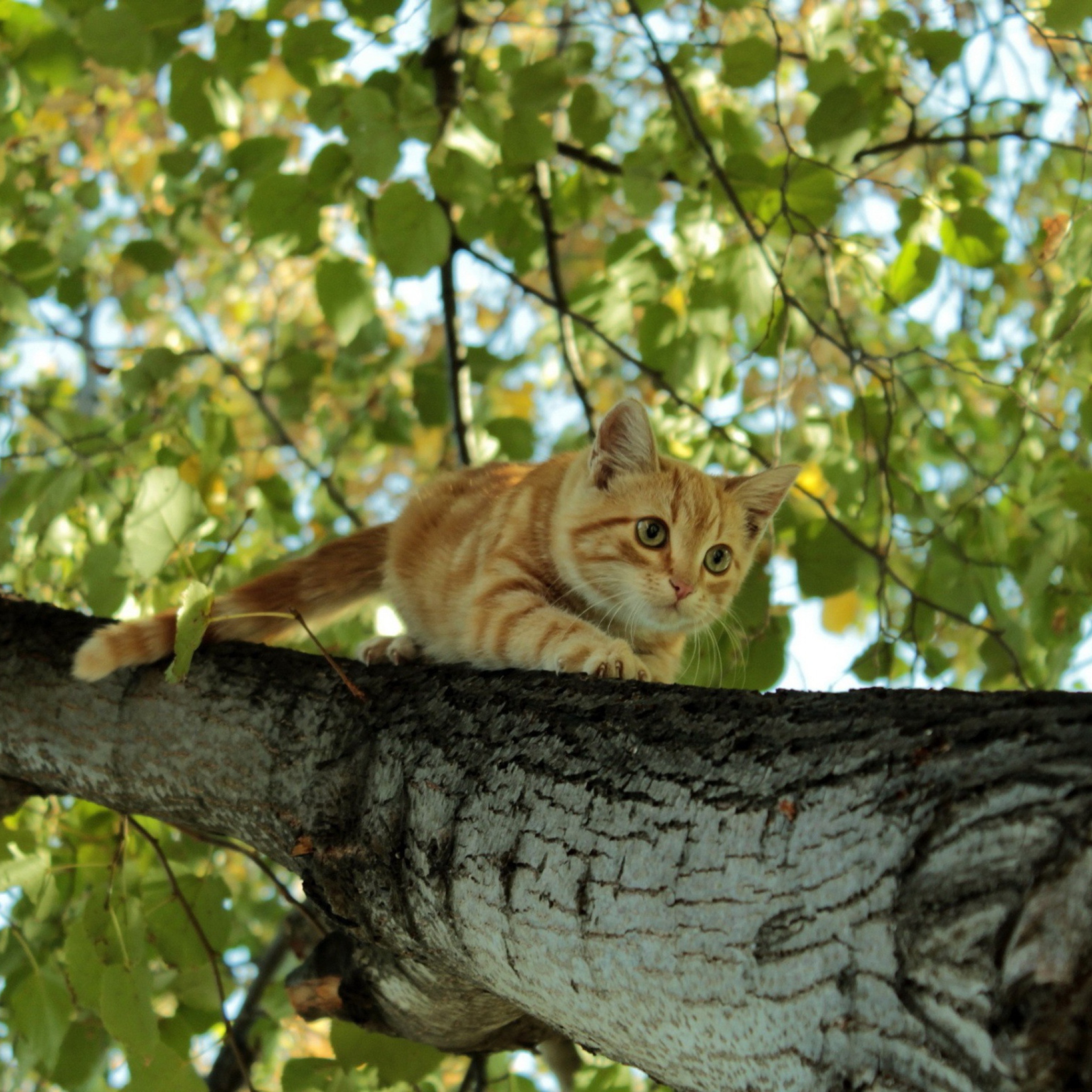 Cat Climbing A Tree screenshot #1 2048x2048
