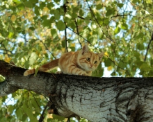 Screenshot №1 pro téma Cat Climbing A Tree 220x176
