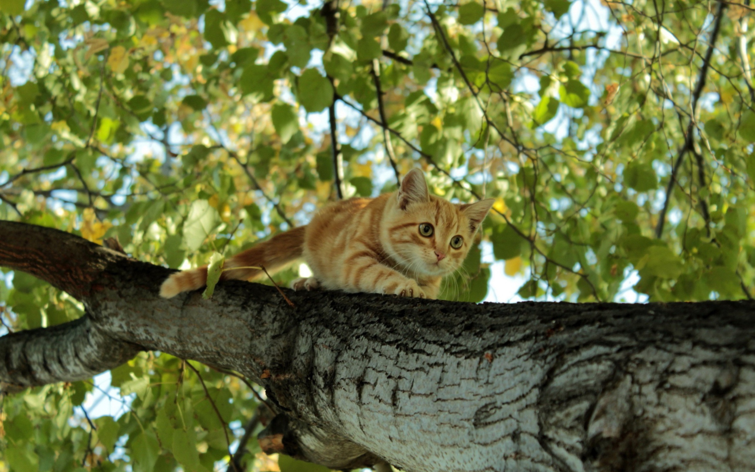 Screenshot №1 pro téma Cat Climbing A Tree 2560x1600