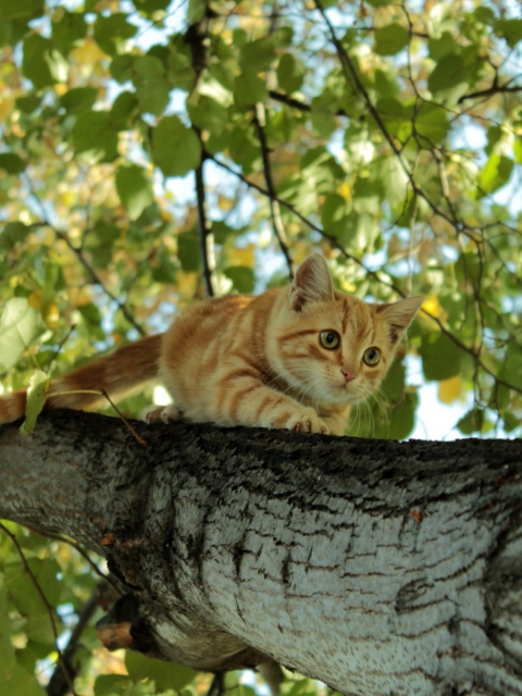 Screenshot №1 pro téma Cat Climbing A Tree 480x640