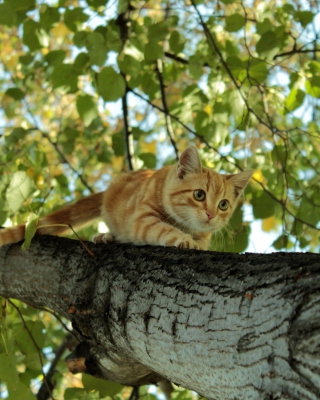 Kostenloses Cat Climbing A Tree Wallpaper für iPhone 5S