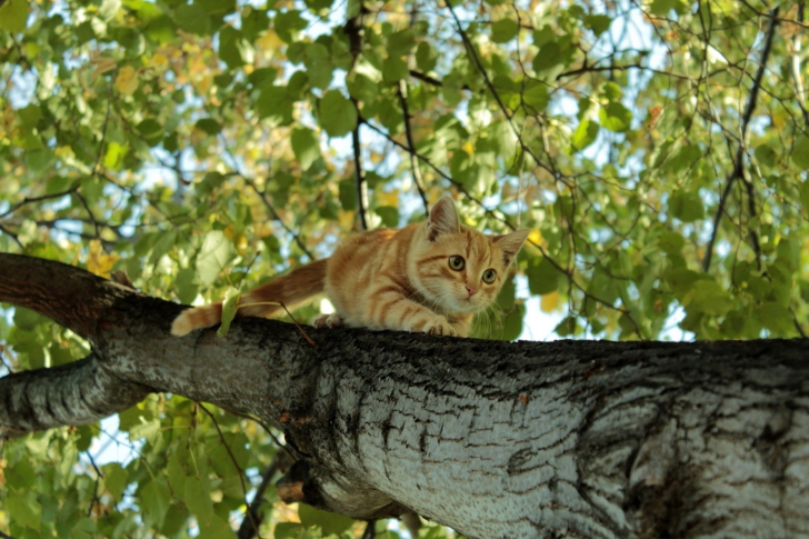 Cat Climbing A Tree wallpaper