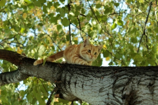 Cat Climbing A Tree - Obrázkek zdarma 