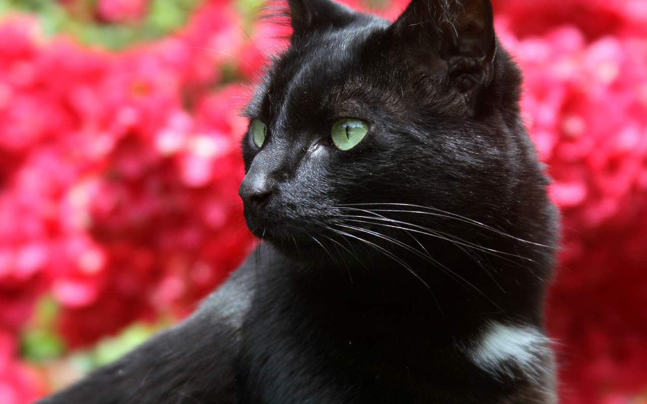 Sfondi Black Cat 1280x800