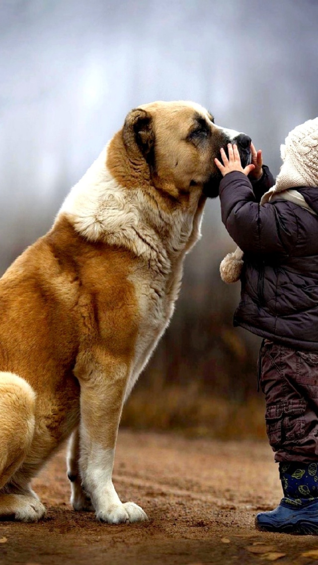 I Love Dogs wallpaper 640x1136