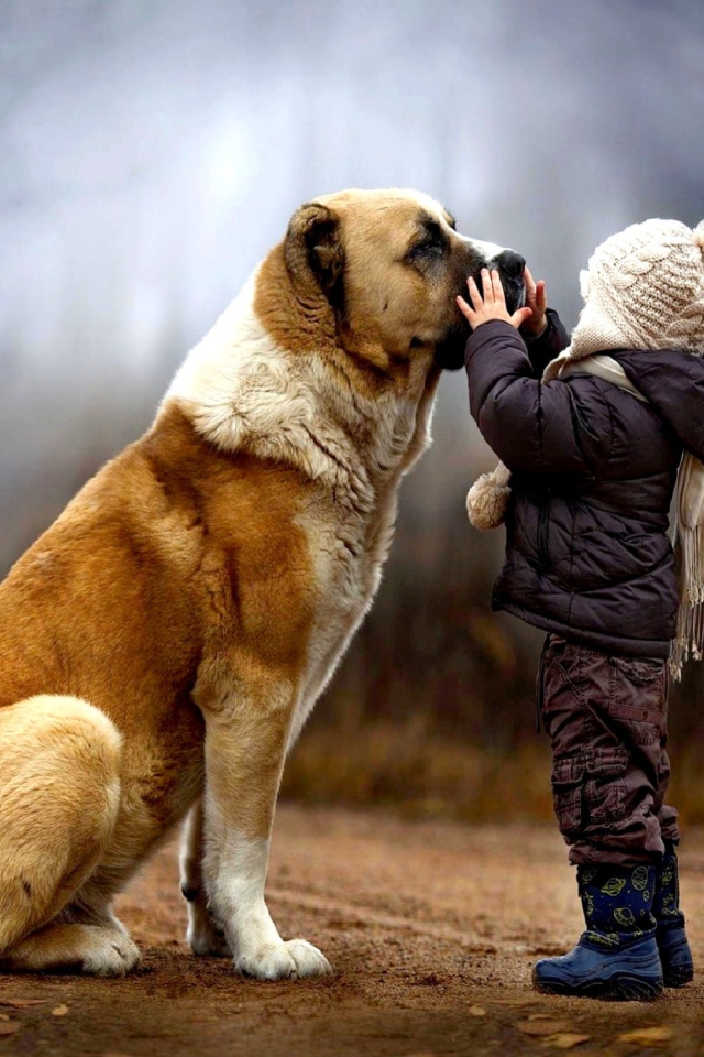 Обои I Love Dogs 640x960