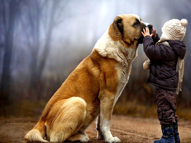 Fondo de pantalla I Love Dogs 800x600