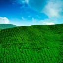 Tea Hills wallpaper 128x128