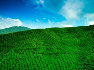 Screenshot №1 pro téma Tea Hills 320x240