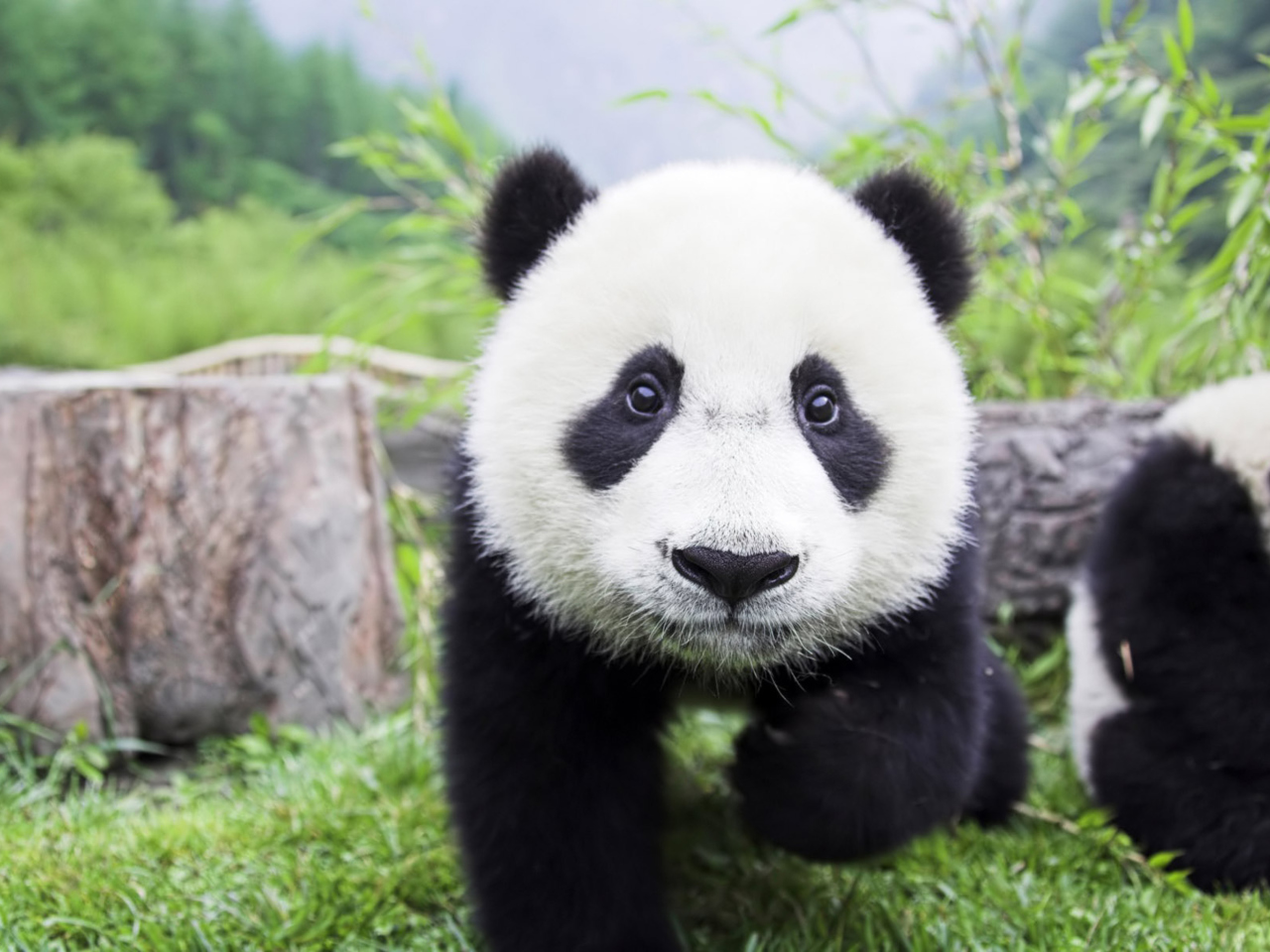 Fondo de pantalla Panda Baby 1280x960