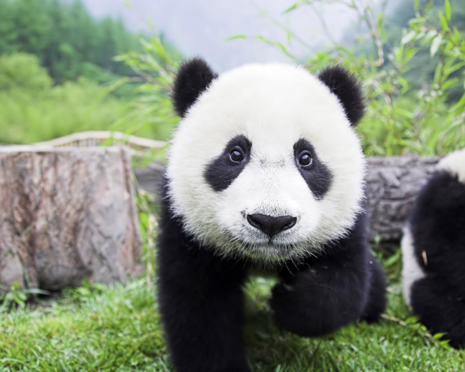 Sfondi Panda Baby 1600x1280
