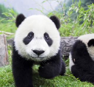 Panda Baby - Obrázkek zdarma pro iPad Air
