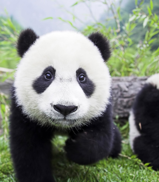 Panda Baby sfondi gratuiti per Nokia C2-01