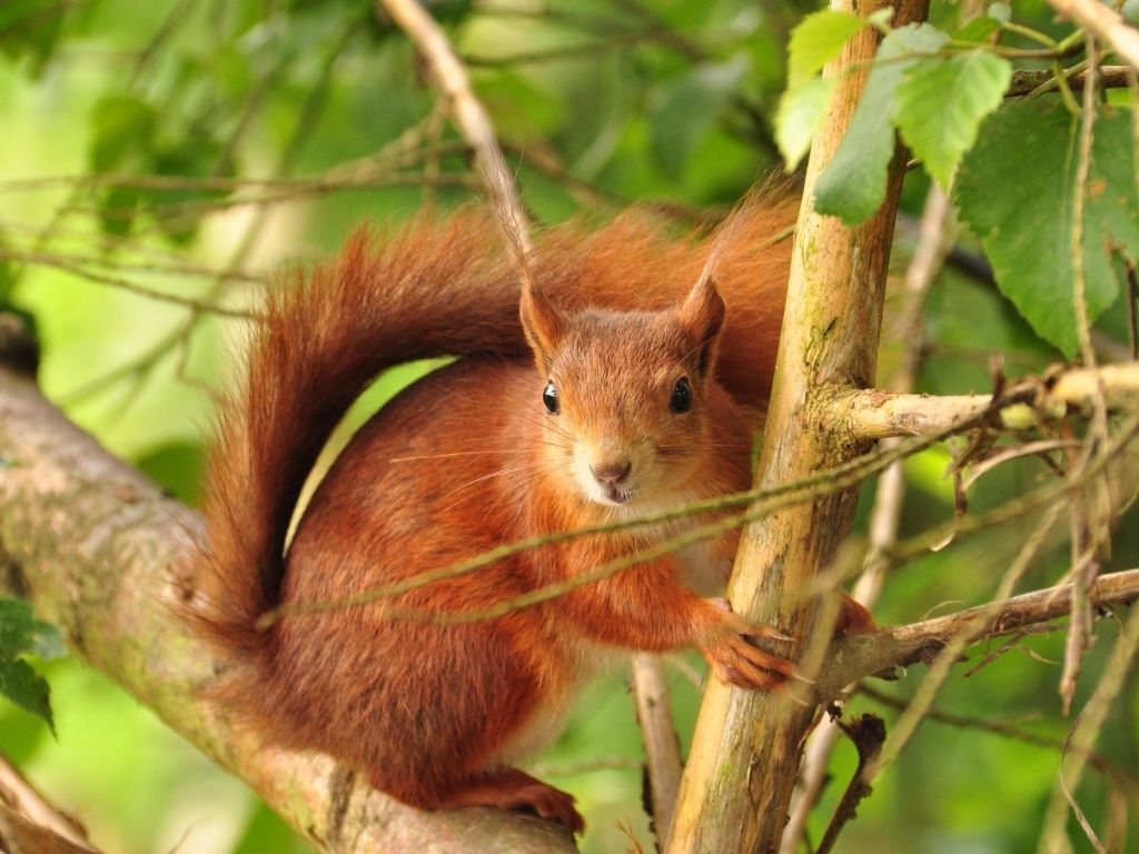 Sfondi Fluffy animal squirrel 1024x768