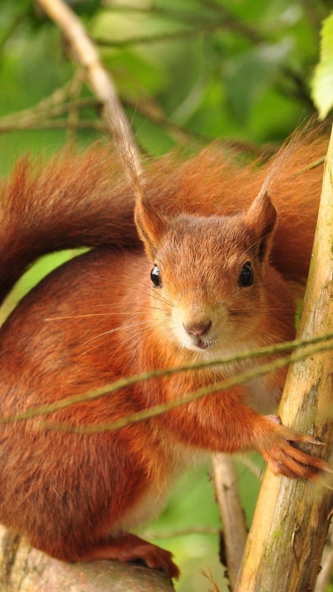 Fondo de pantalla Fluffy animal squirrel 1080x1920