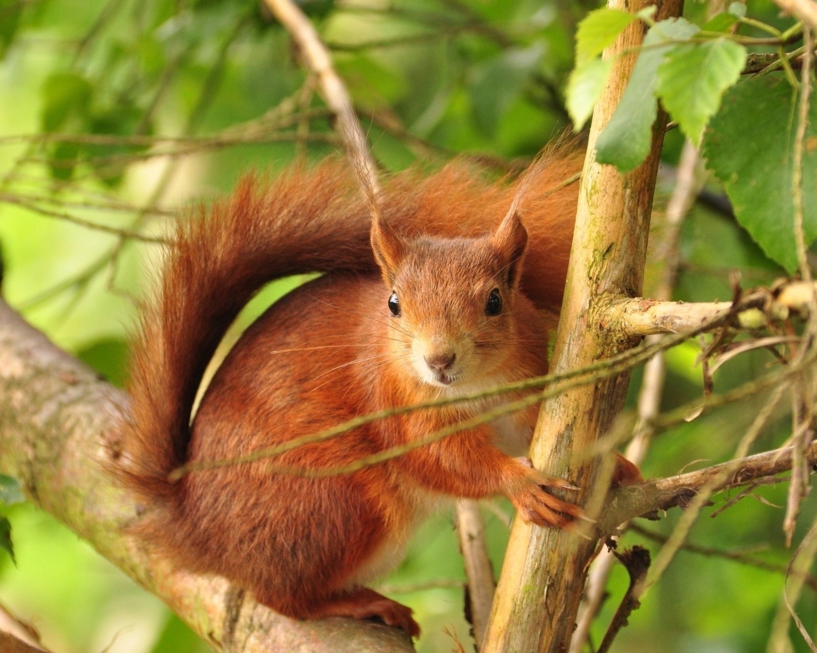 Обои Fluffy animal squirrel 1600x1280