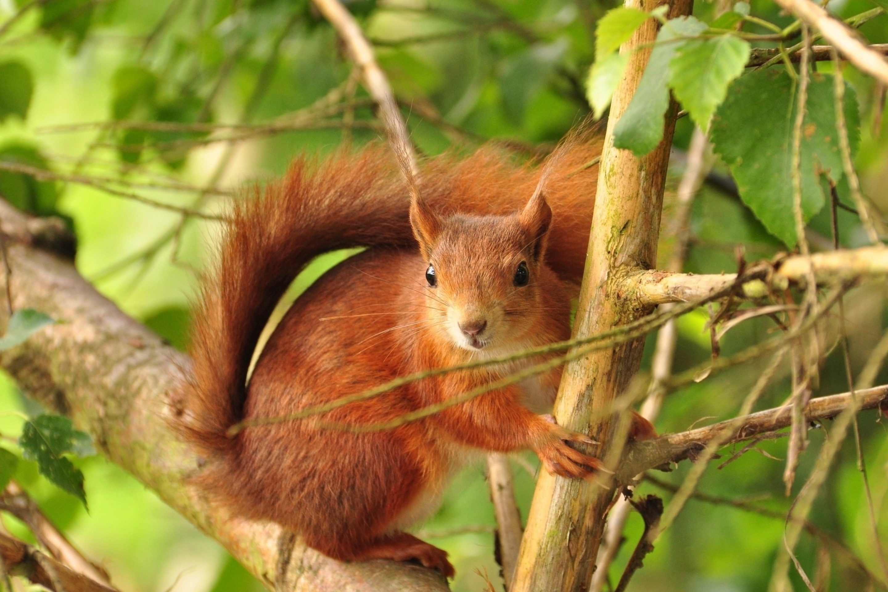 Fondo de pantalla Fluffy animal squirrel 2880x1920