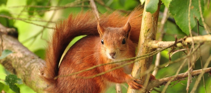 Fondo de pantalla Fluffy animal squirrel 720x320