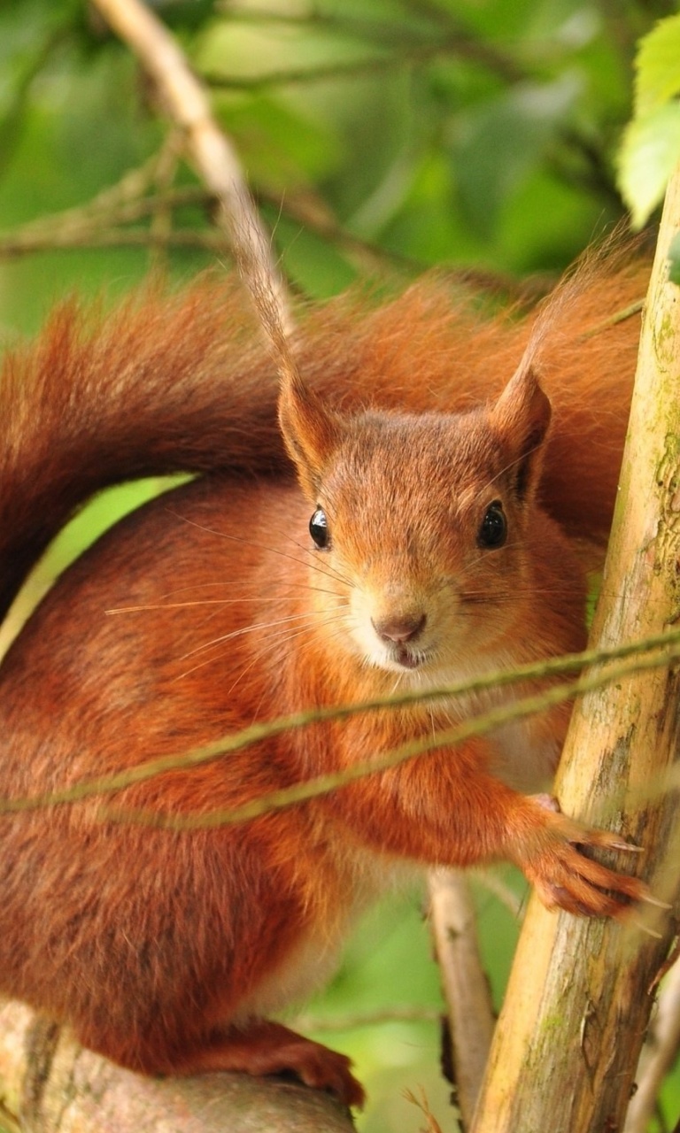 Sfondi Fluffy animal squirrel 768x1280