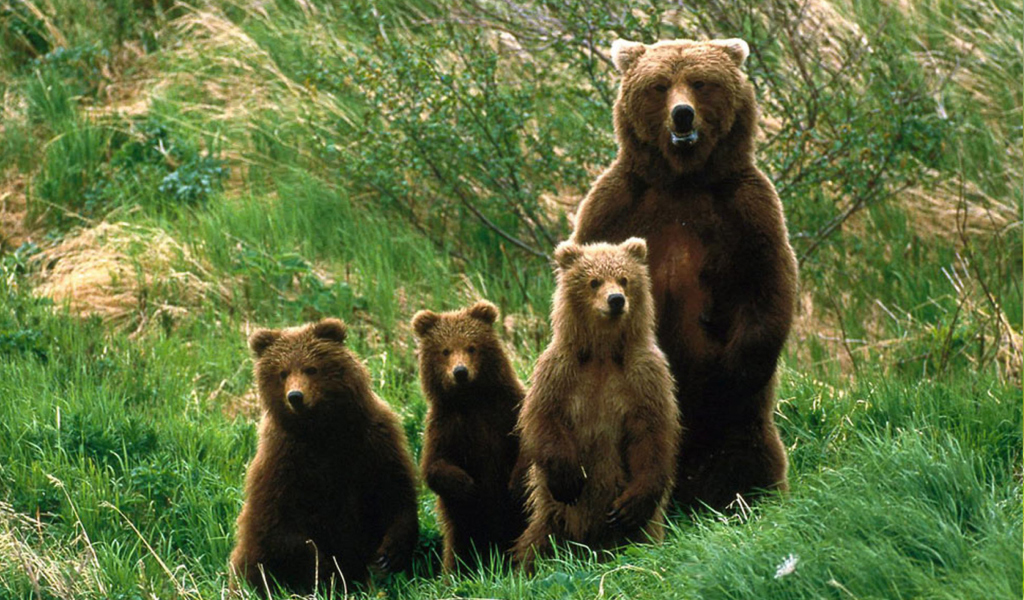 Fondo de pantalla Bears Family 1024x600