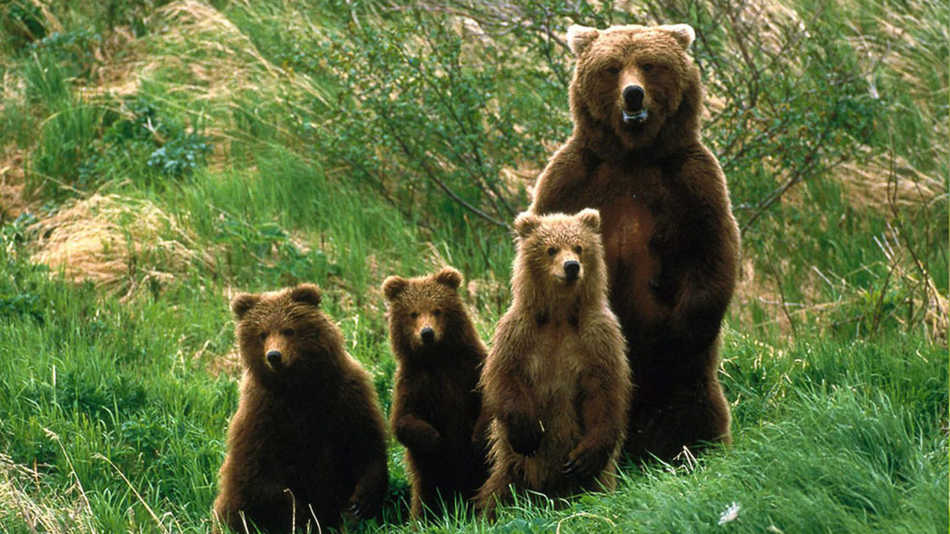 Das Bears Family Wallpaper 1366x768